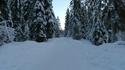 Driving on snowy forest road in winter Stock Footage 168967295