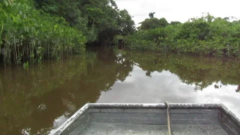 Driving Speed Boat on the Swamp, Adventure on River, Nature Video Documentary Stock Footage 251196053