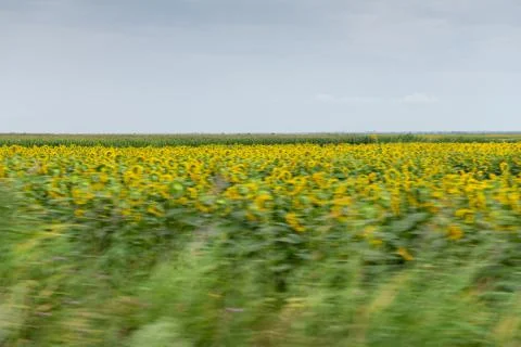 Driving by Sunflowers Fields Stock Photos