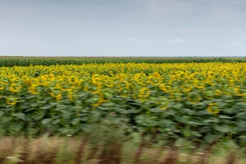 Driving by Sunflowers Fields Foto stock