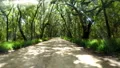 driving sunrays dirt rd live oak trees spanish moss Vidéos HD
