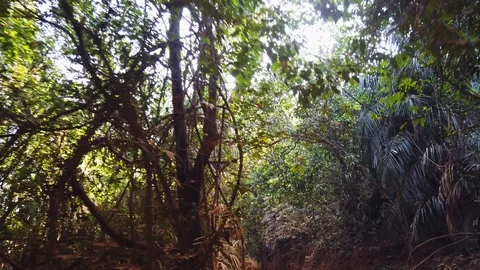 Driving an SUV through the jungle Stock Footage 128844151