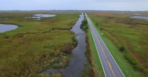 Driving on the swamp road Stock Footage 56833534