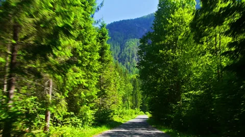 Driving through alpine forest, POV. 스톡 동영상 29654427