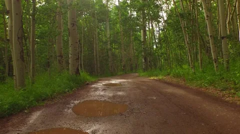 Driving Through Aspen Forest Stock Footage 51973121
