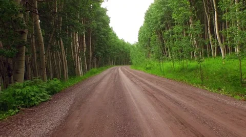 Driving Through Aspen Forest Stock Footage 52127785