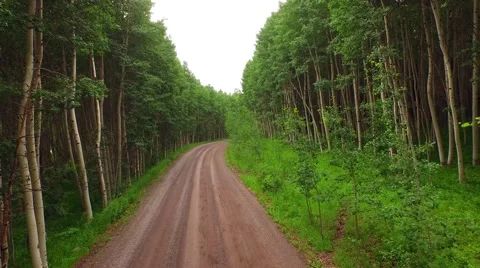 Driving Through Aspen Forest Stock Footage 52127855
