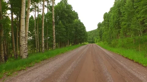 Driving Through Aspen Forest Stock Footage 52300570
