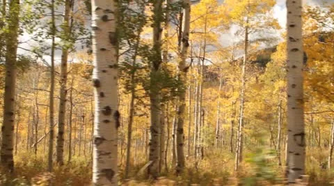 Driving through Aspen Grove in fall Stock Footage 21649815