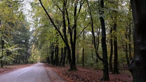 Driving through a autumn forest, falling leaves, nature, season change Vídeos de archivo 255227079