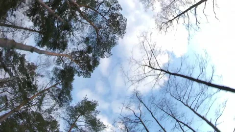 Driving Through Autumn Forest Looking Up in the Sky Wide Angle Hyper Lapse Video stock 144528904