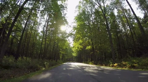 Driving through autumn forest road Stock Footage 55574897