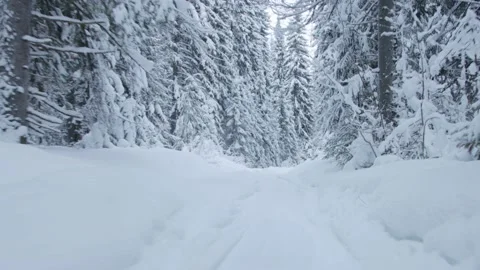 Driving through beautiful winter forest Video stock 168571608