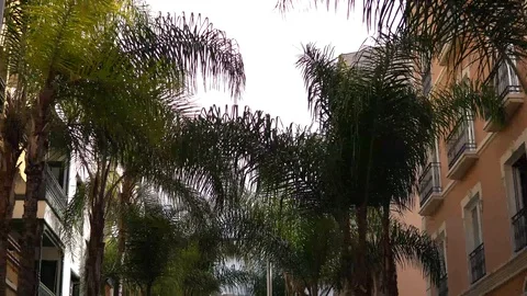 Driving through Beverly Drive. Los Angeles, California. Palm trees against a Stock Footage 119288431