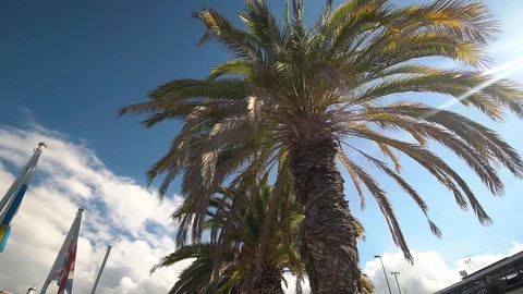 Driving through Beverly Drive. Los Angeles, California. Palm trees against a Stock Footage 119288541