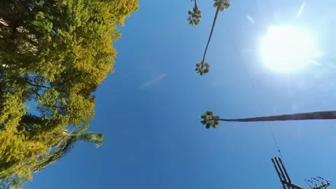 Driving through Beverly Drive. Los Angeles, California. Palm trees against the s Stock Footage 232916138
