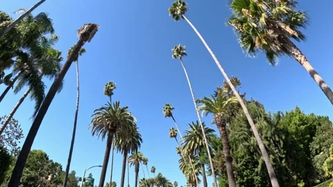 Driving through Beverly Hills with its Palm trees Stock Footage 267800042