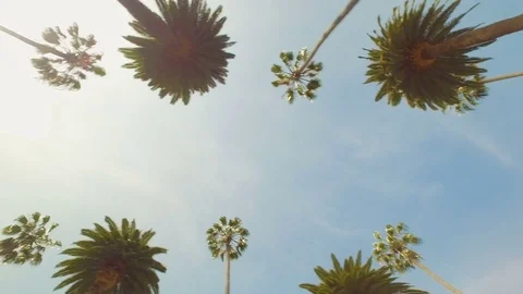 Driving through Beverly Hills palm trees with sun beam, California Video stock 75125959
