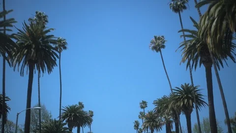 Driving through Beverly Hills palm trees in Los Angeles against blue summer sky Vídeo Stock 112758778