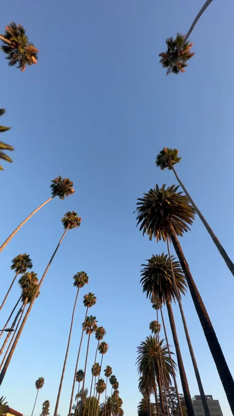 Driving Through Beverly Hills Rows of Palm Trees (Vertical) Stock-Footage 248482815