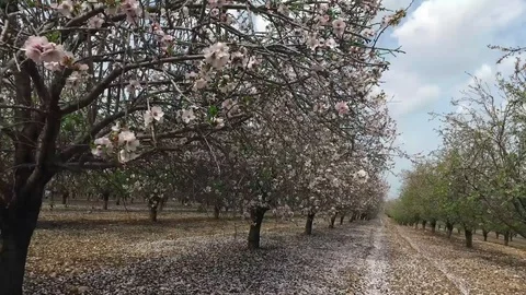 Driving through blooming orchid Stock Footage 86494302