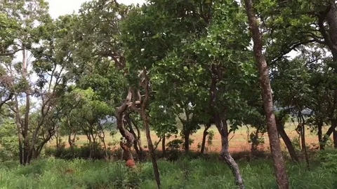 Driving through Brazil, wild forest, right view from car Stock Footage 71383944
