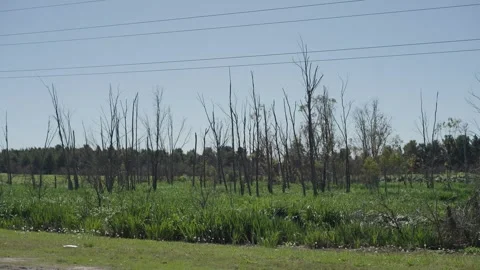 Driving through Buenos Aires suburbs Stock Footage 317579962