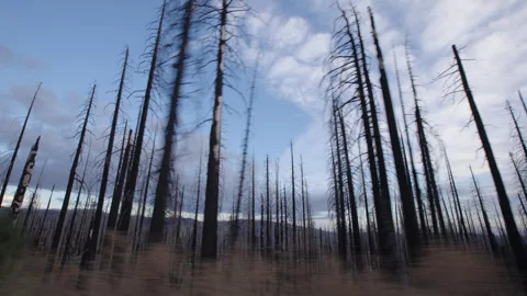Driving Through Burnt Forest Stock Footage 315477095