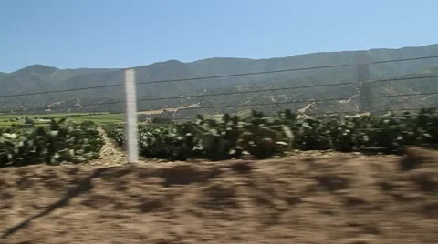 Driving through cactus farm Stock Footage 21552879