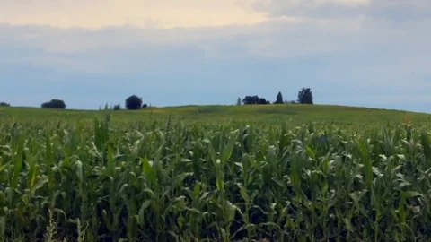 Driving through the corn fields Stock-Footage 120778992