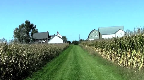 Driving through a cornfield Video stock 46180962