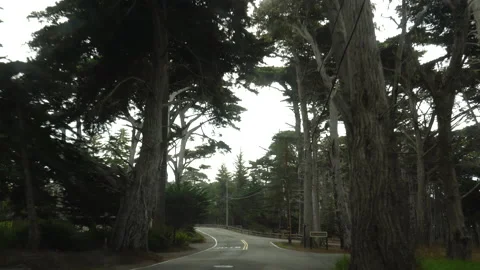 Driving through cypress forest Video stock 220948471