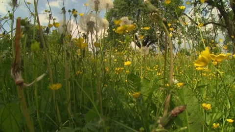 Driving through dandelion meadow Stock Footage 330452150