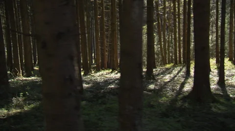 Driving through a dark deep forest Stock Footage 59319046