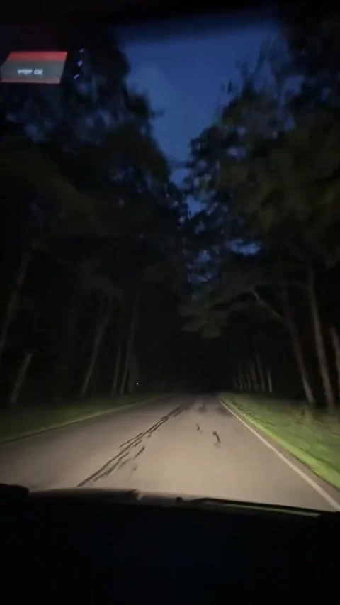 Driving Through Dark Tree Lined Road at Night Stock-Footage 335825660