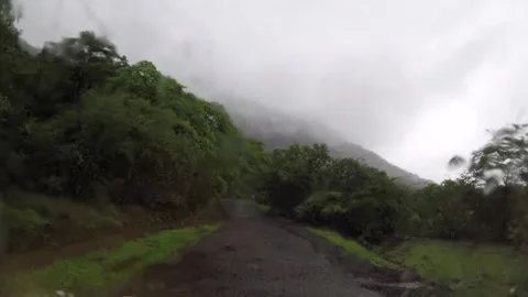 Driving through dense forest in monsoon season Stock Footage 310777800