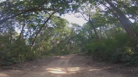 Driving through dense forests of Corbett Stock Footage 146010671