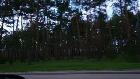 Driving through a dense pine forest with sunlit sky and green undergrowth Stock Footage 333583197