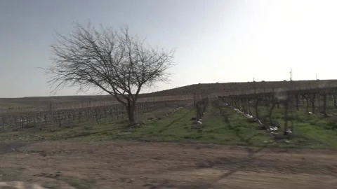 Driving through desert wine vines Video stock 234737296