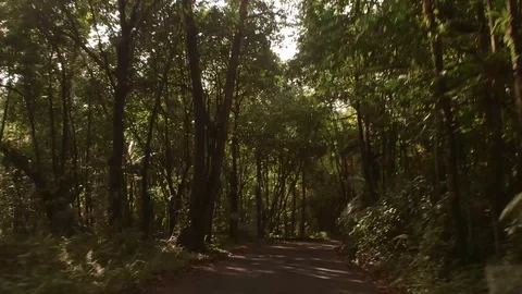 Driving through el Yunque Forest Stock Footage 88226012