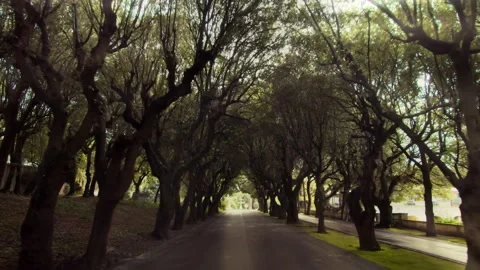 Driving through an enchanted forest tunnel road Stock Footage 330555733