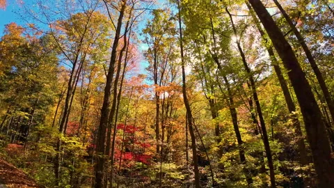 Driving Through Fall Colors of Georgia 動画素材 276319058
