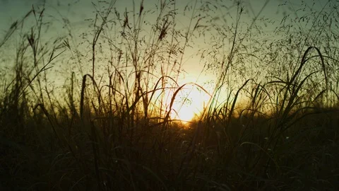 Driving through a Field at Sunset Stock Footage 108451208