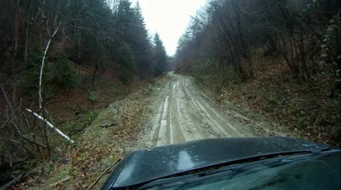 Driving through fir forest Stock Footage 14808202