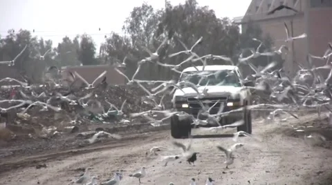 Driving through a flock of seagulls Stock Footage 978378