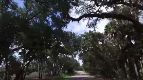Driving through Florida State Park Stock Footage 143290220