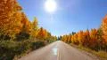 Driving through Foliage Forest 06 Grand Canyon North Rim Aspen Forest HD Footage