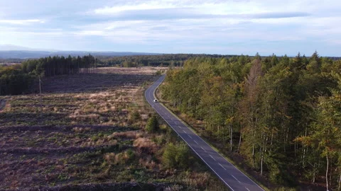 Driving Through Forest - Aerial View Stock Footage 165555492