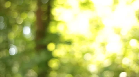 Driving through Forest Bokeh Background Stock Footage 47826232