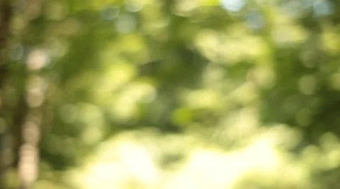 Driving through Forest Bokeh Background Stock Footage 47826276